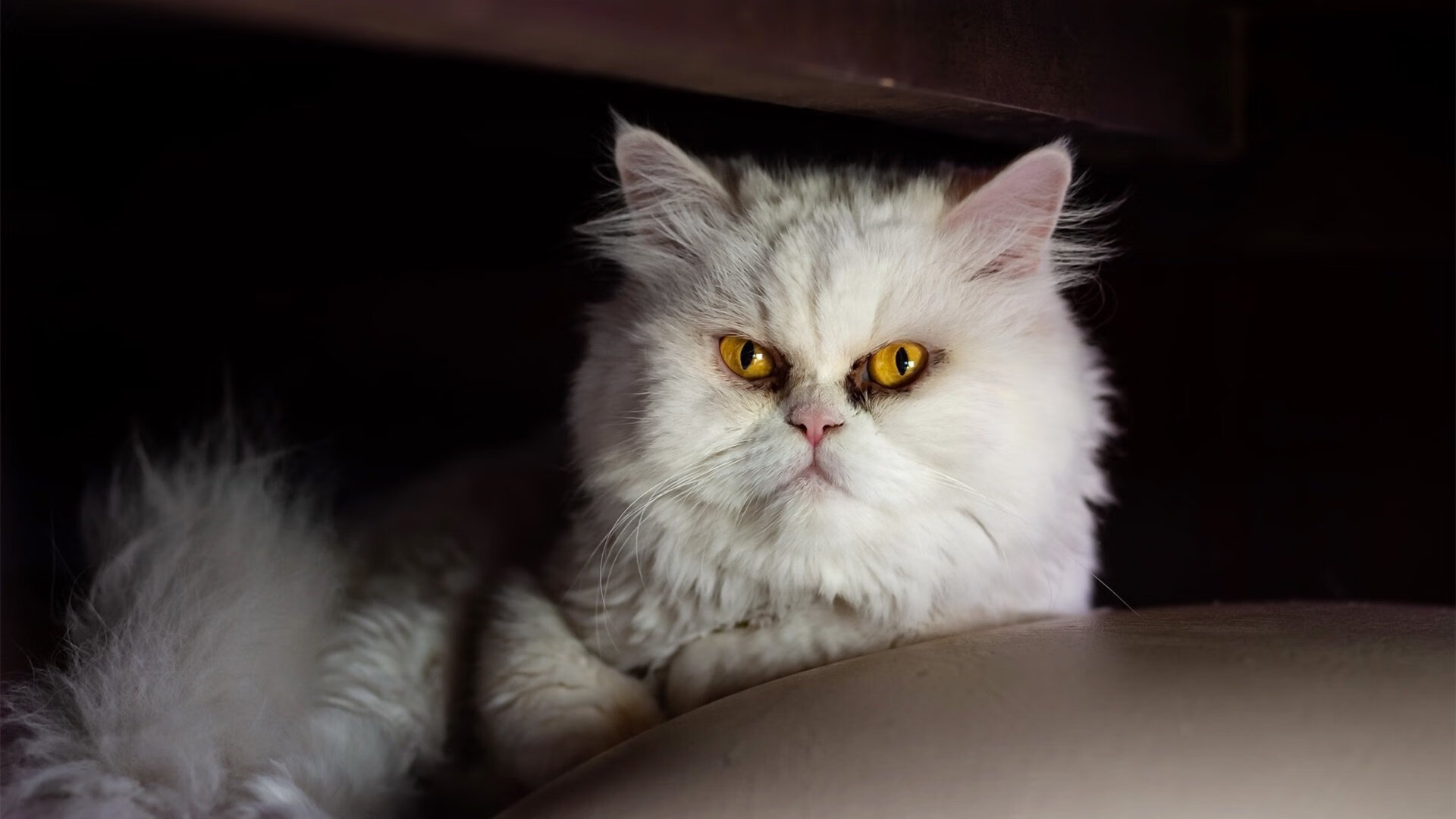 外教执教风格为何难与本土球员融合，外教员是什么