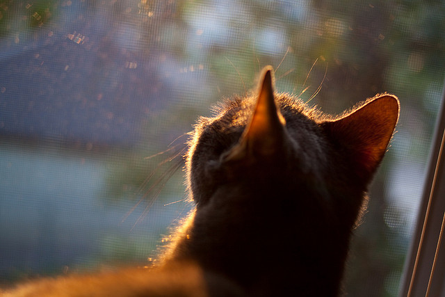 女子网球新星晋级大满贯正赛刷新历史，女子网球大满贯冠军数排名最新