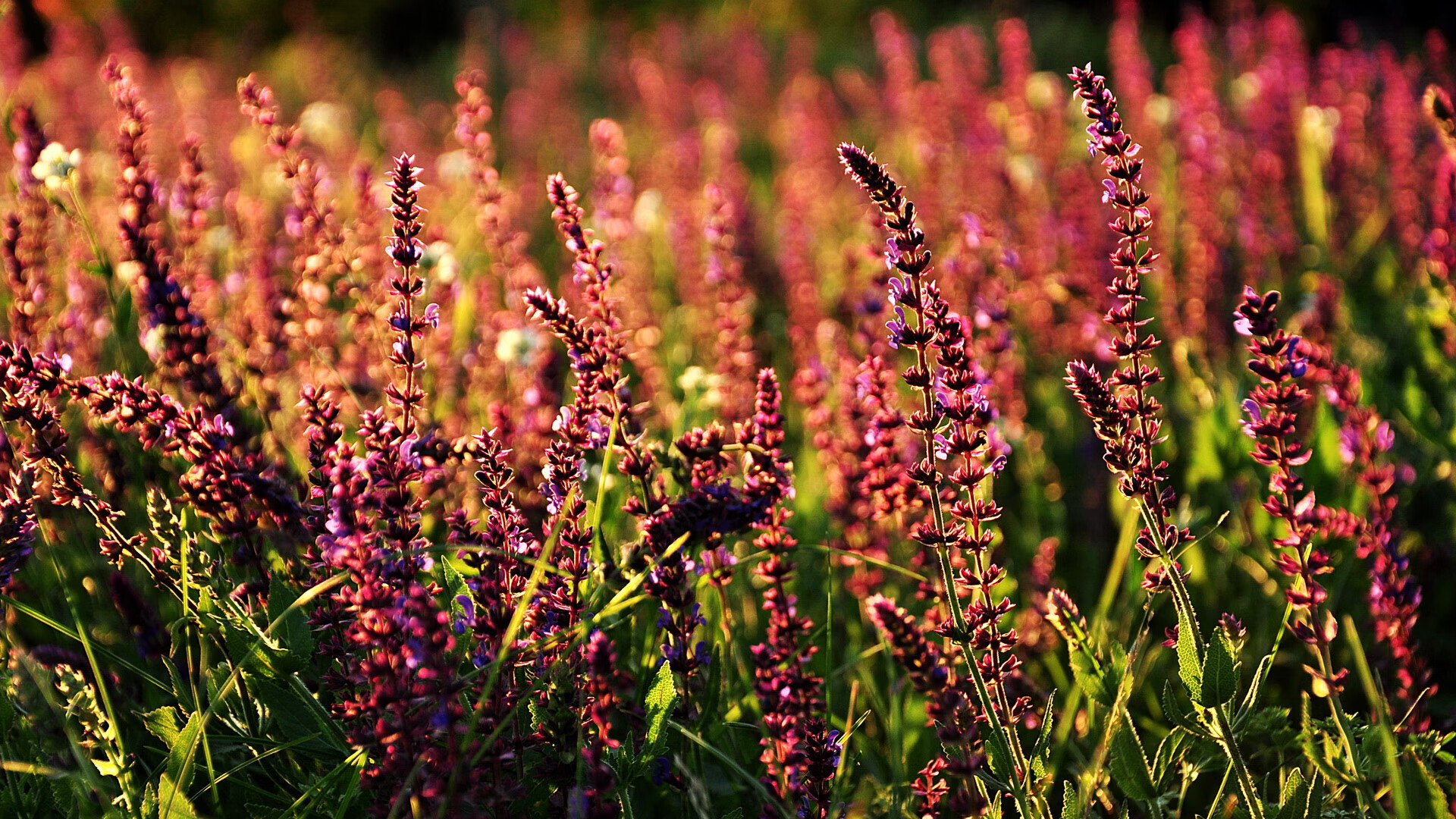 西雅图主帅强调心理建设，备战决赛，西雅图是哪支球队