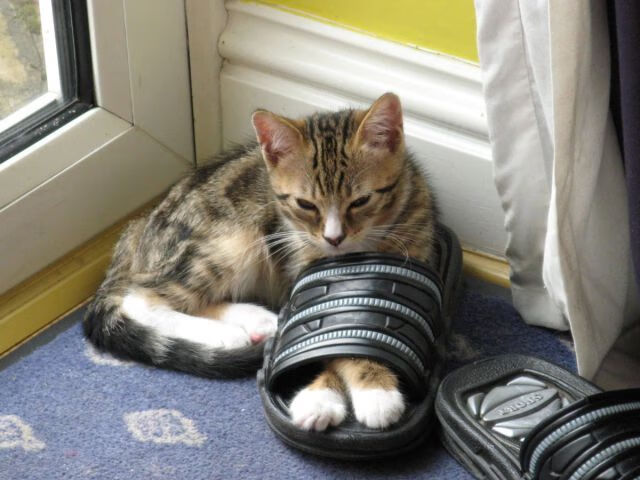 亚洲杯中国队晋级 球员配合日益默契，亚洲杯中国队球员资料